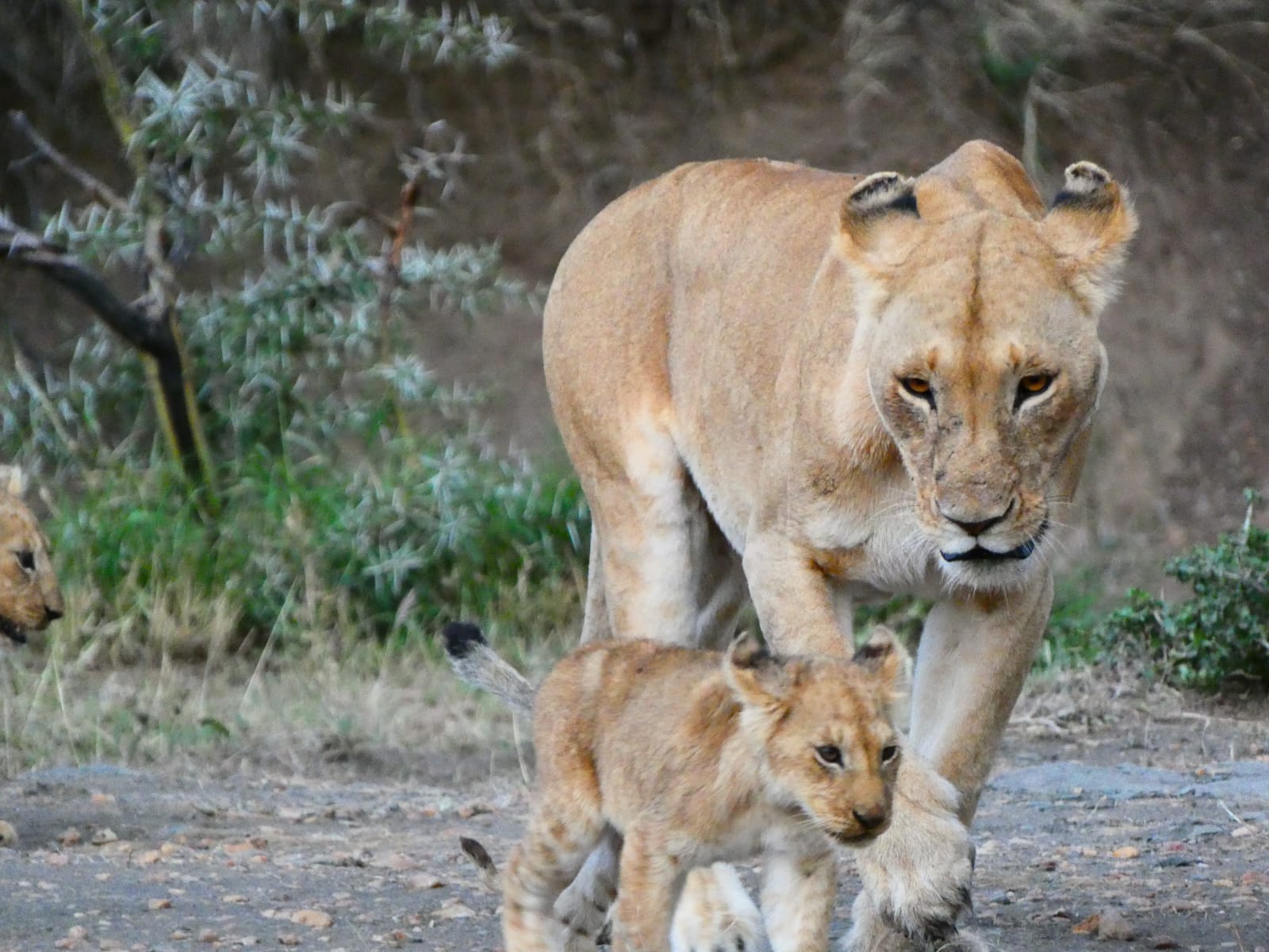 About Evocative Tour Safaris