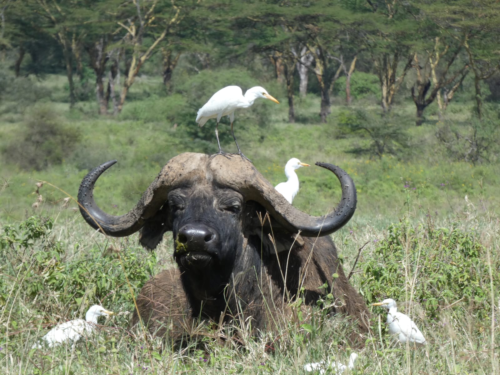 Lake Naivasha 4-Days Tour