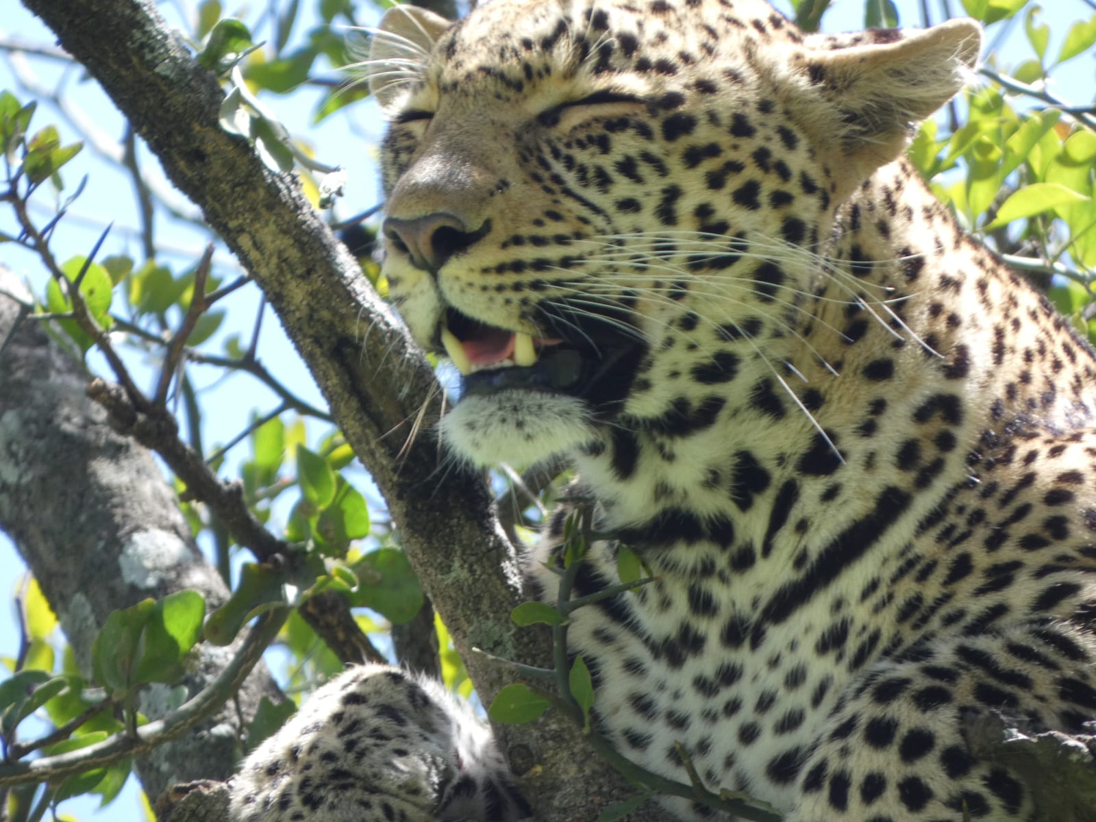 About Evocative Tour Safaris