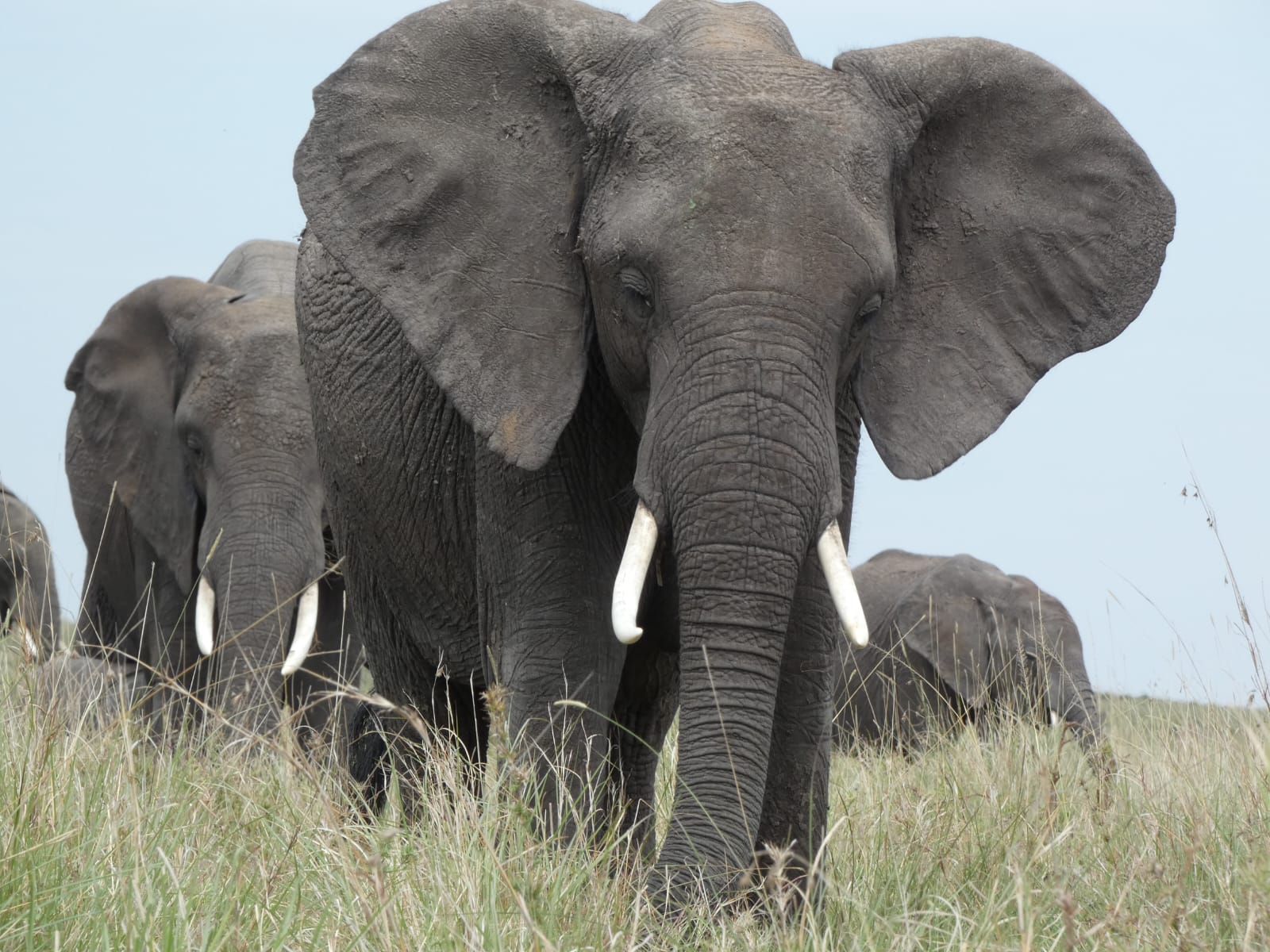 Tsavo East  1-Day Tour