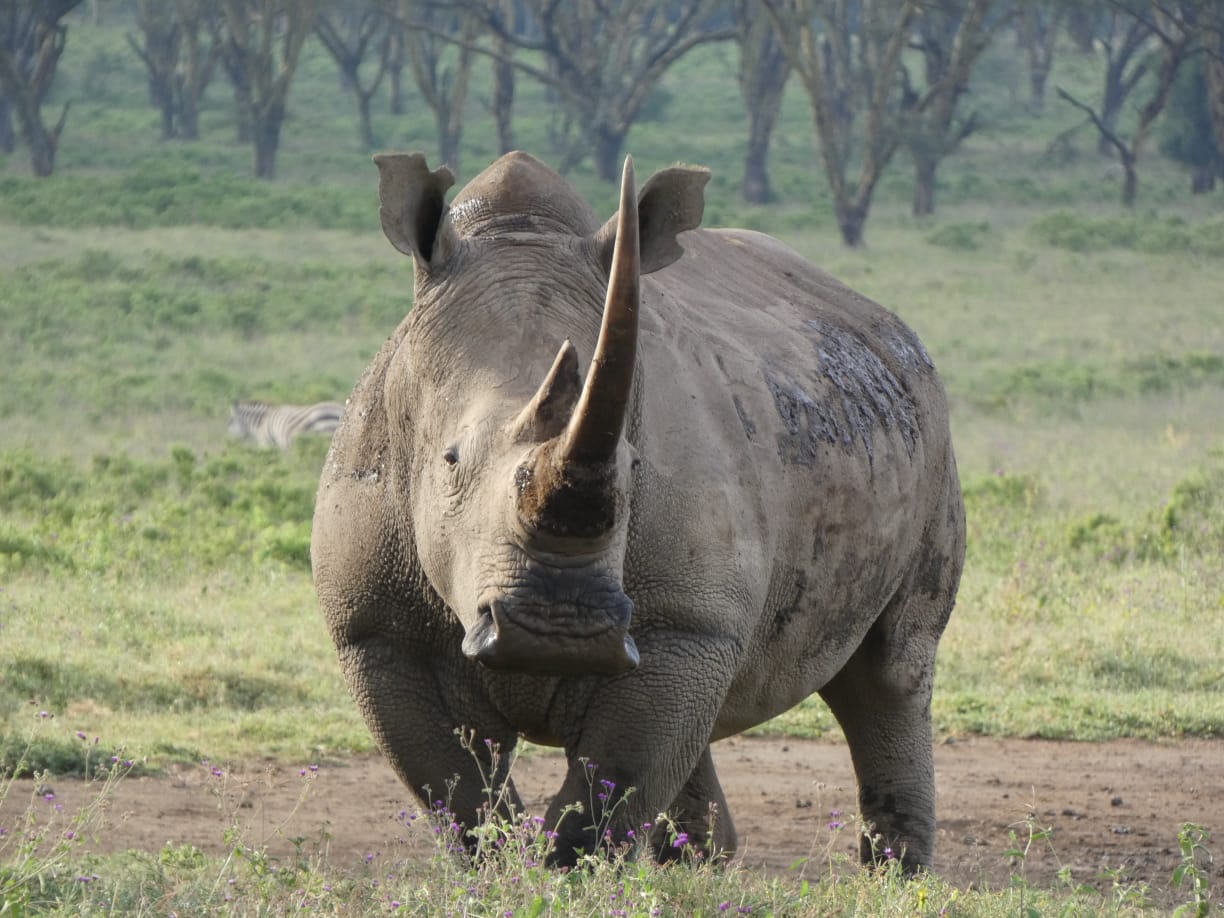 Amboseli 6-Days Tour