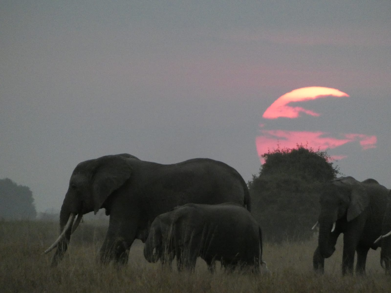 About Evocative Tour Safaris